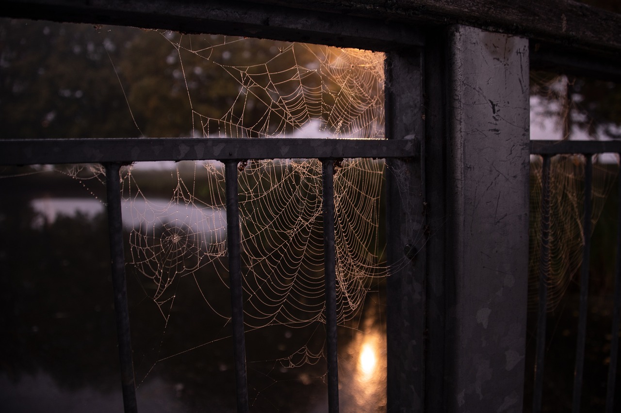 A spider's web in the window